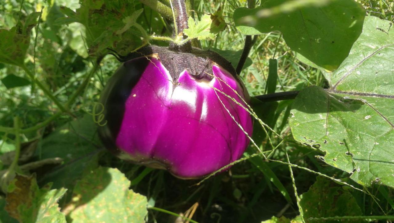 Az.Agricola Agriturismo La Locanda Di Lann Lägenhet Fucecchio Exteriör bild