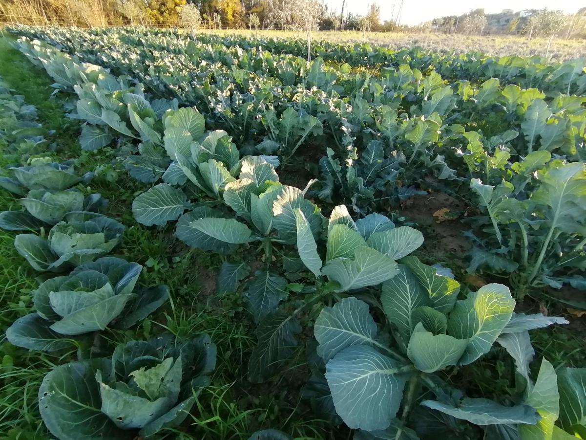 Az.Agricola Agriturismo La Locanda Di Lann Lägenhet Fucecchio Exteriör bild