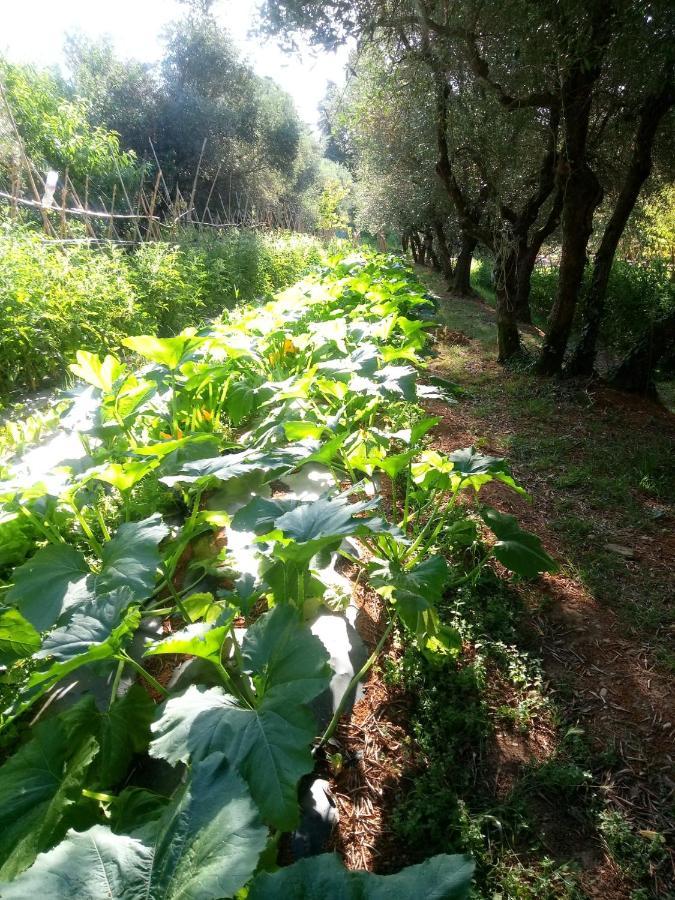 Az.Agricola Agriturismo La Locanda Di Lann Lägenhet Fucecchio Exteriör bild