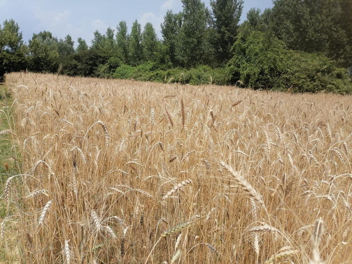 Az.Agricola Agriturismo La Locanda Di Lann Lägenhet Fucecchio Exteriör bild