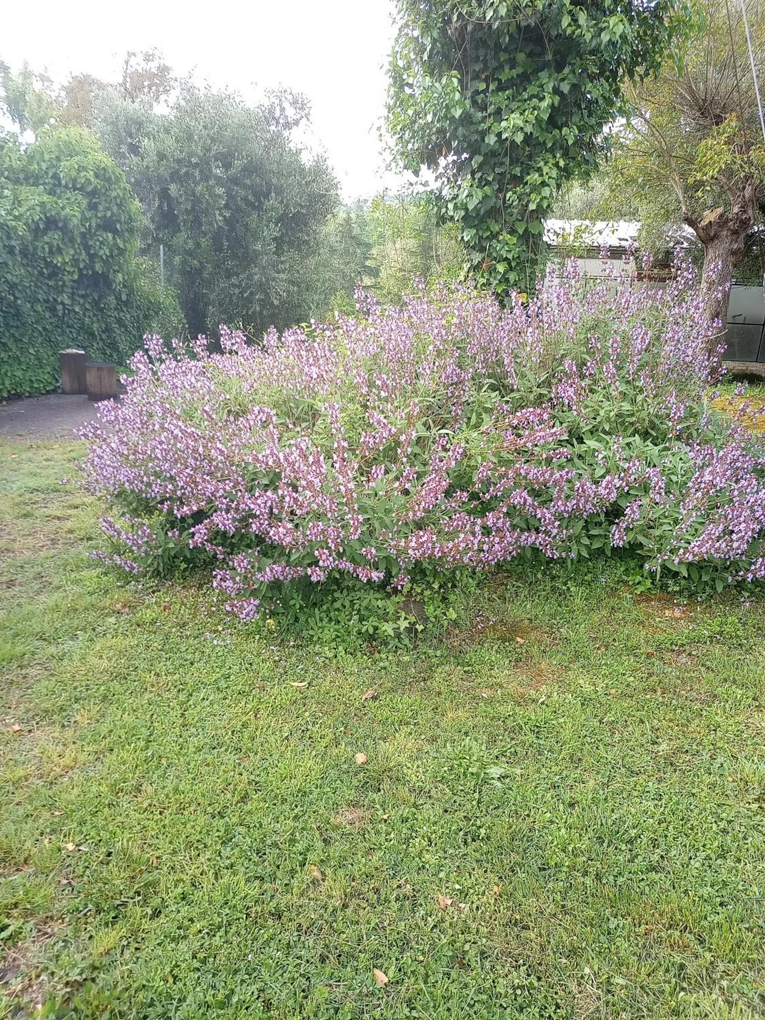 Az.Agricola Agriturismo La Locanda Di Lann Lägenhet Fucecchio Exteriör bild