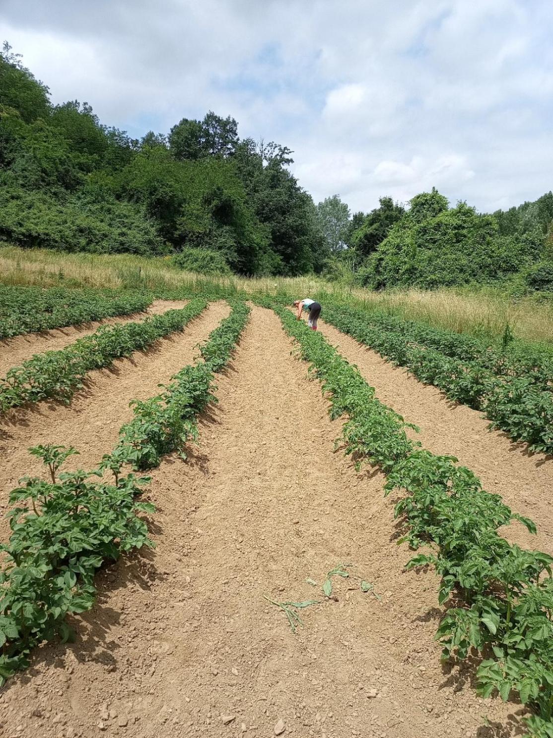 Az.Agricola Agriturismo La Locanda Di Lann Lägenhet Fucecchio Exteriör bild