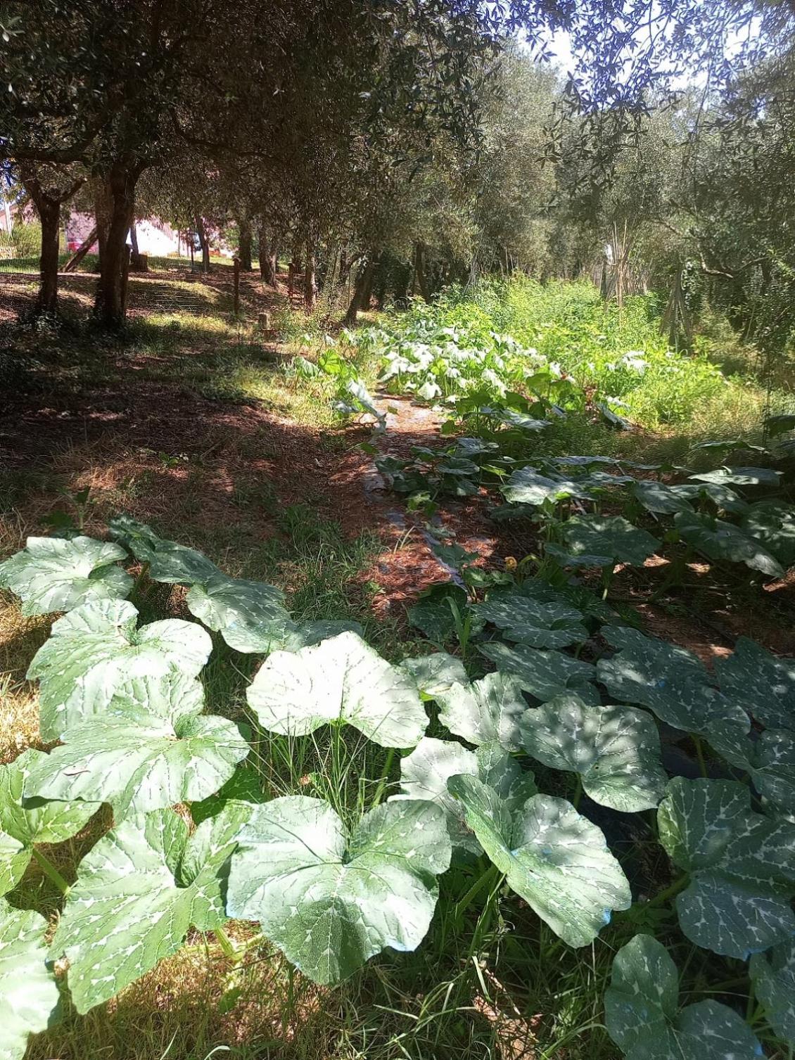 Az.Agricola Agriturismo La Locanda Di Lann Lägenhet Fucecchio Exteriör bild