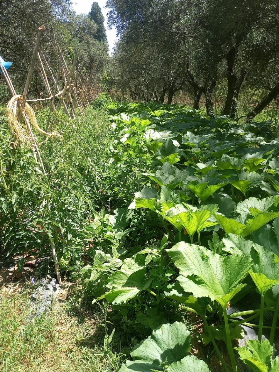 Az.Agricola Agriturismo La Locanda Di Lann Lägenhet Fucecchio Exteriör bild
