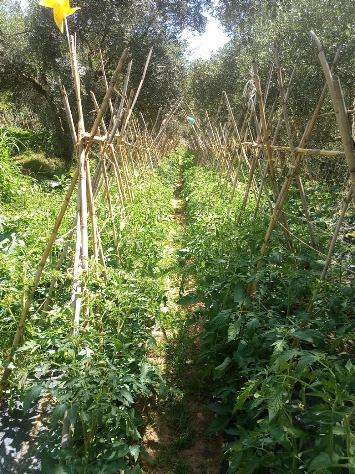 Az.Agricola Agriturismo La Locanda Di Lann Lägenhet Fucecchio Exteriör bild